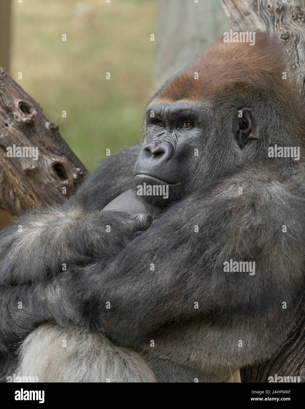 Closeup ritratto di una pianura occidentale maschio Gorilla Silverback con le braccia incrociate e appoggiata contro un albero Foto Stock