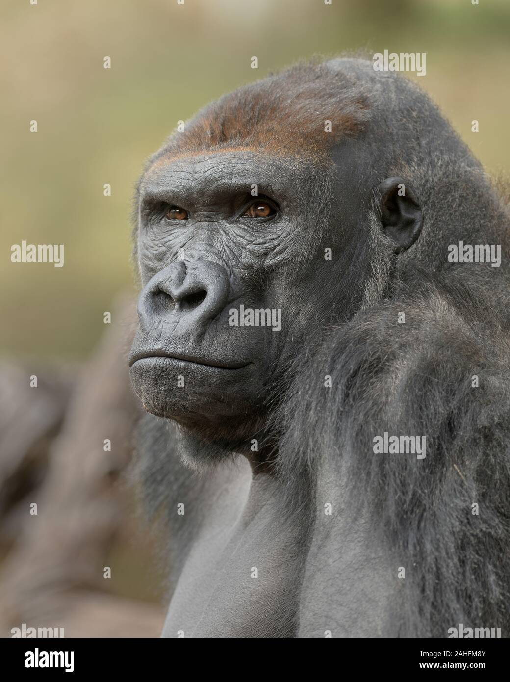 Closeup ritratto di una pianura occidentale maschio gorilla silverback Foto Stock