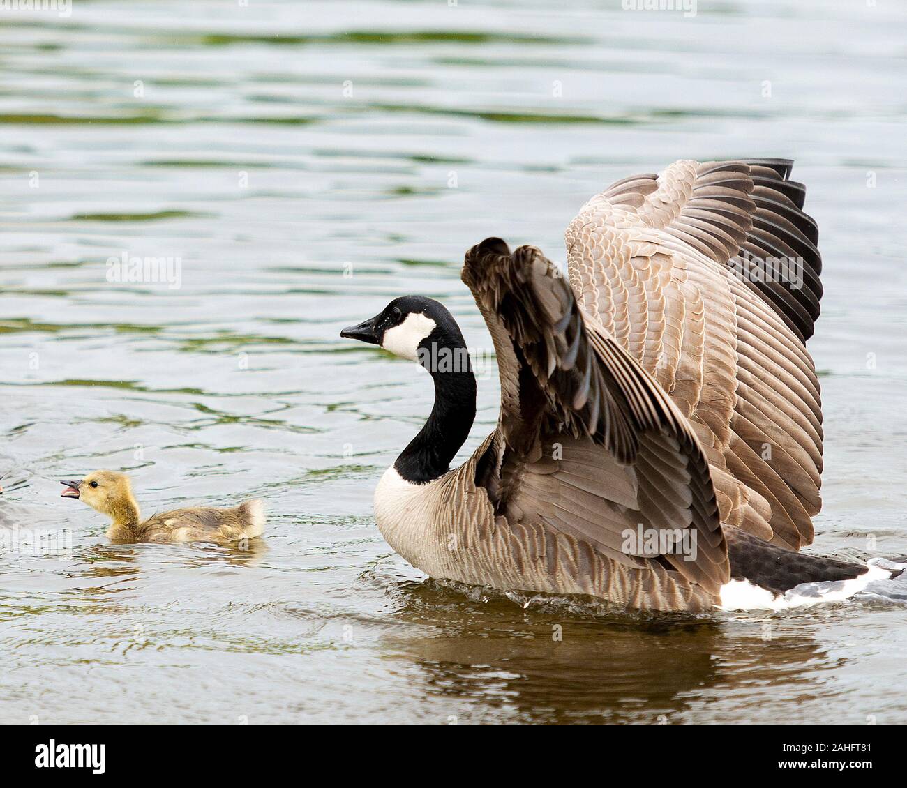 Oche canadesi con loro gosling neonati di esporre i loro corpi, ali, testa, nexk, becco, piumaggio nel loro ambiente e dintorni e godere del suo Foto Stock