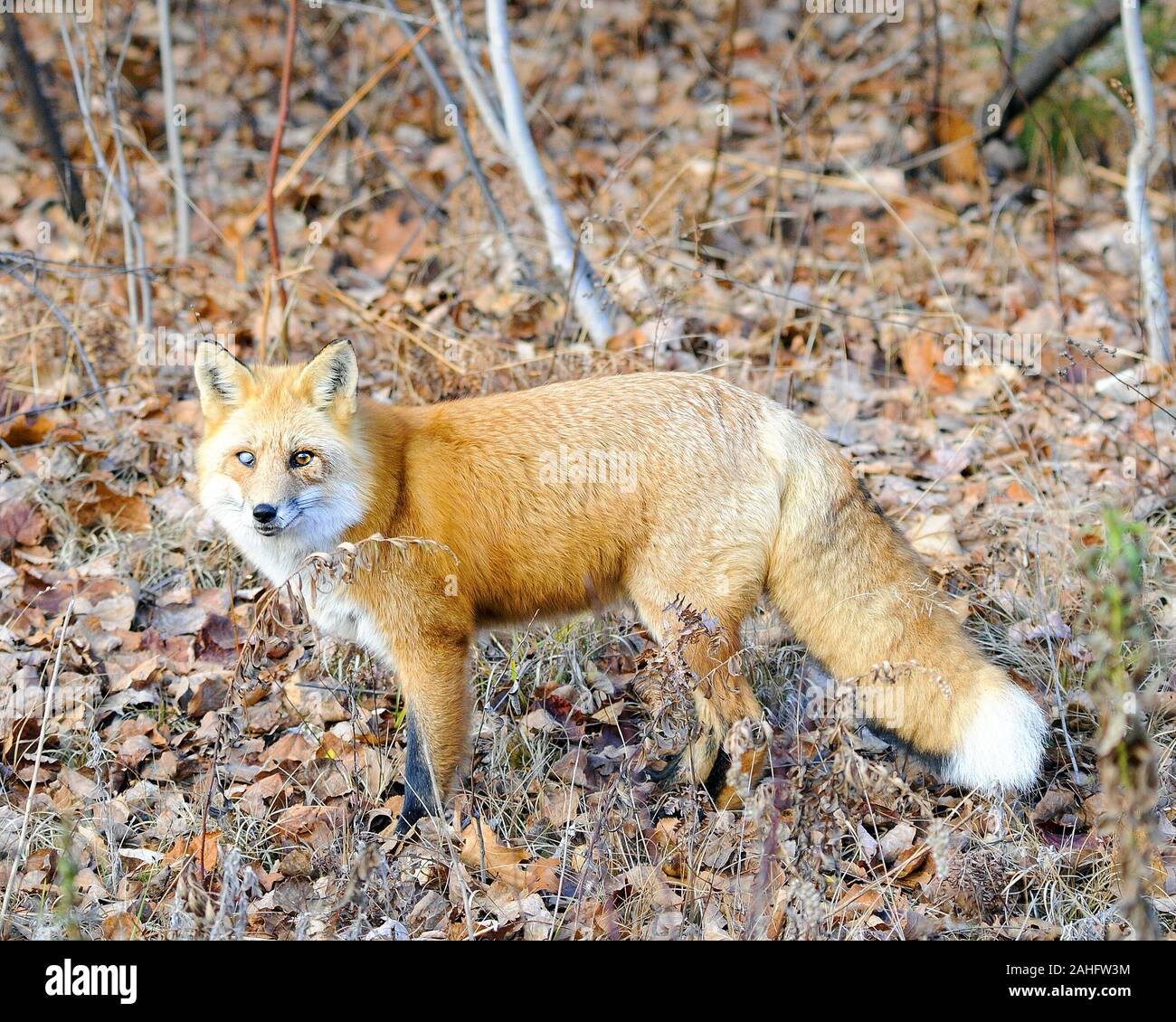 Red Fox animale close-up vista di profilo la foresta nel suo circostante ambiente e visualizzazione rosso giallastro pelliccia, corpo, Testa, occhi, orecchie, naso, zampe, b Foto Stock