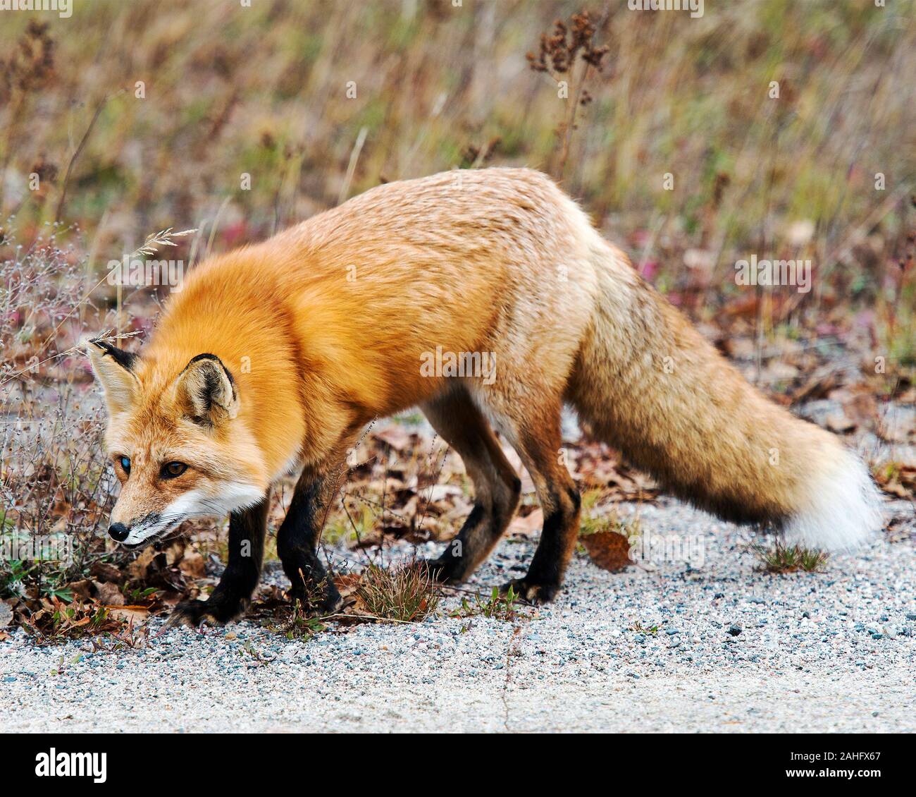 Fox godendo le sue circostanti. Foto Stock