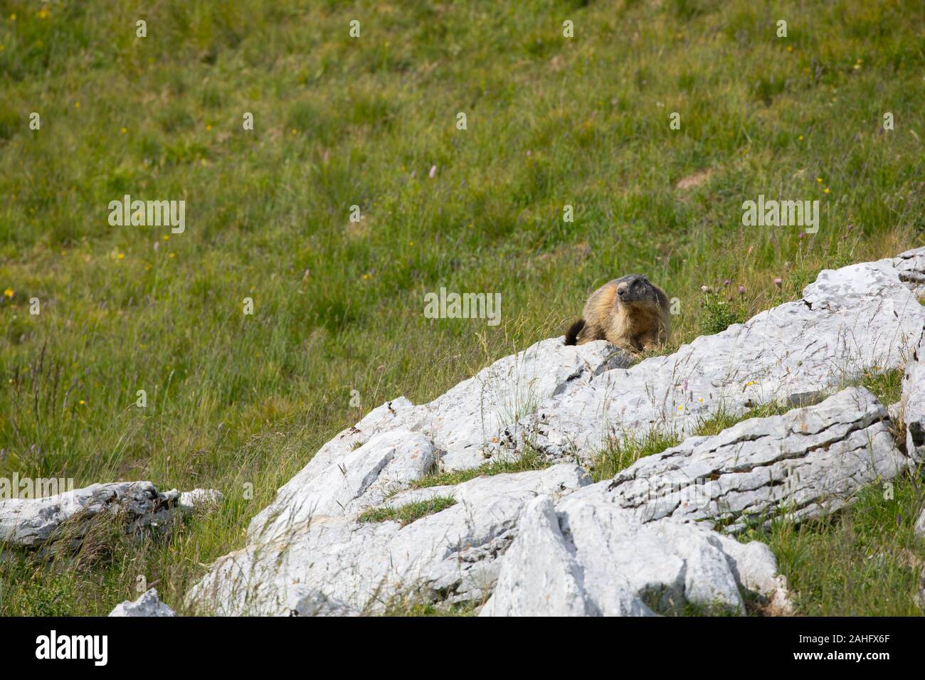 Marmotta alpina (Marmota marmota) nel suo ambiente naturale sul Monte Baldo, Trento, Italia Foto Stock