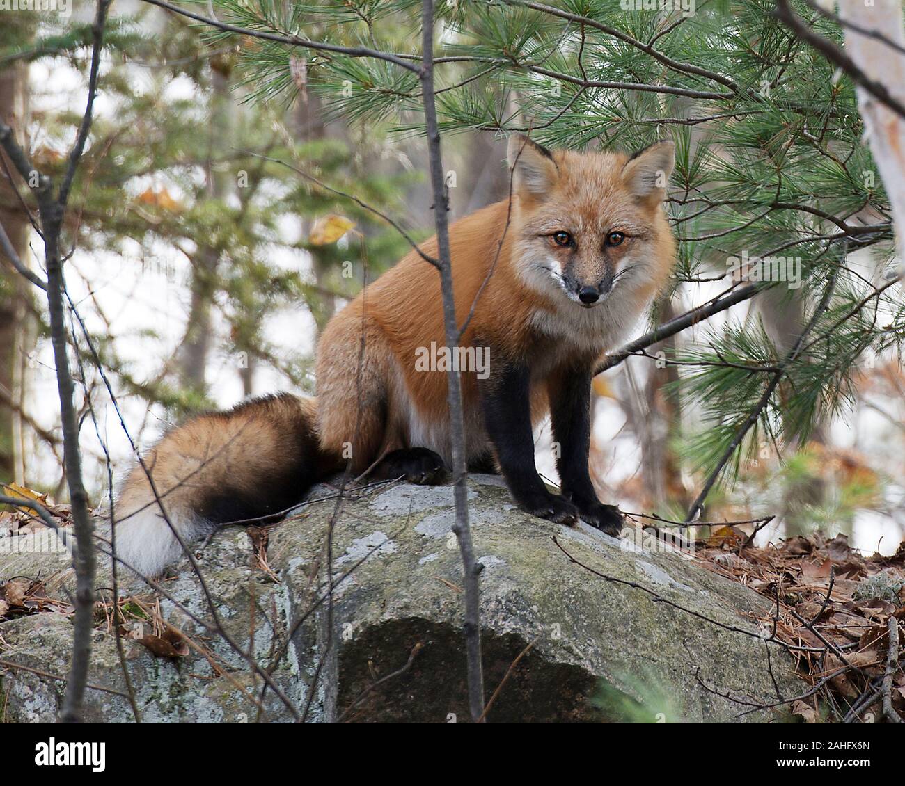 Fox Red Fox animale seduto su una roccia nella foresta godendo le sue circostanti e l'ambiente mentre esponendo il suo corpo, Testa, occhi, orecchie, naso, zampe, ta Foto Stock