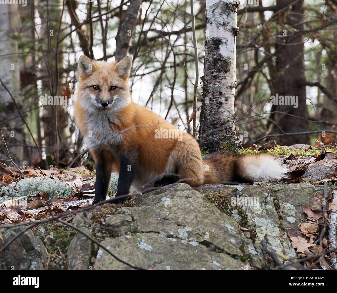 Fox Red Fox animale seduto su una roccia nella foresta godendo le sue circostanti e l'ambiente mentre esponendo il suo corpo, Testa, occhi, orecchie, naso, zampe, ta Foto Stock