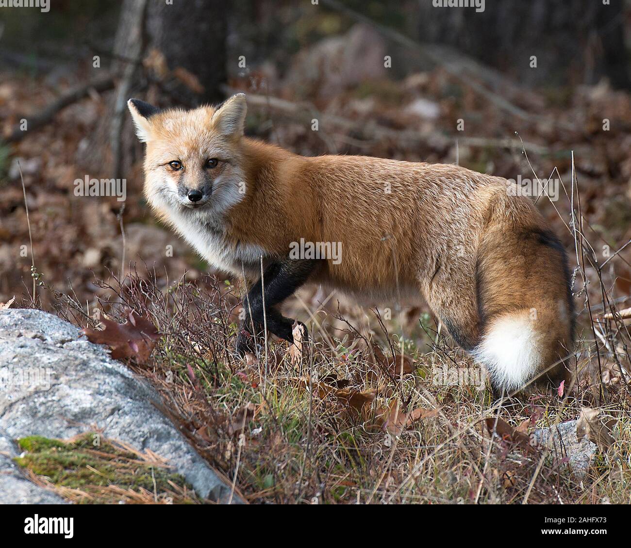 Fox Red Fox animale della foresta godendo le sue circostanti e l'ambiente mentre esponendo il suo corpo, Testa, occhi, orecchie, naso, zampe, coda Foto Stock