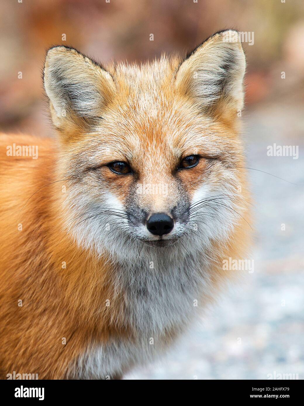 Fox Red Fox testa close-up profilo con un bokeh sfondo. Foto Stock