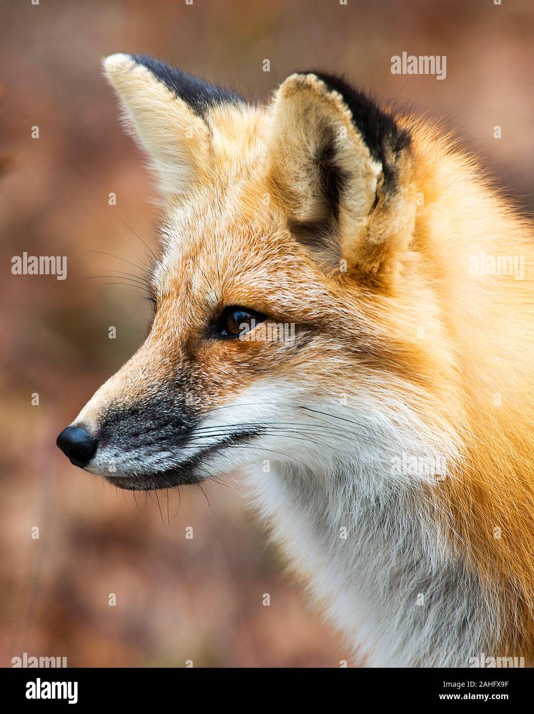 Fox Red Fox testa close-up profilo con un bokeh sfondo. Foto Stock