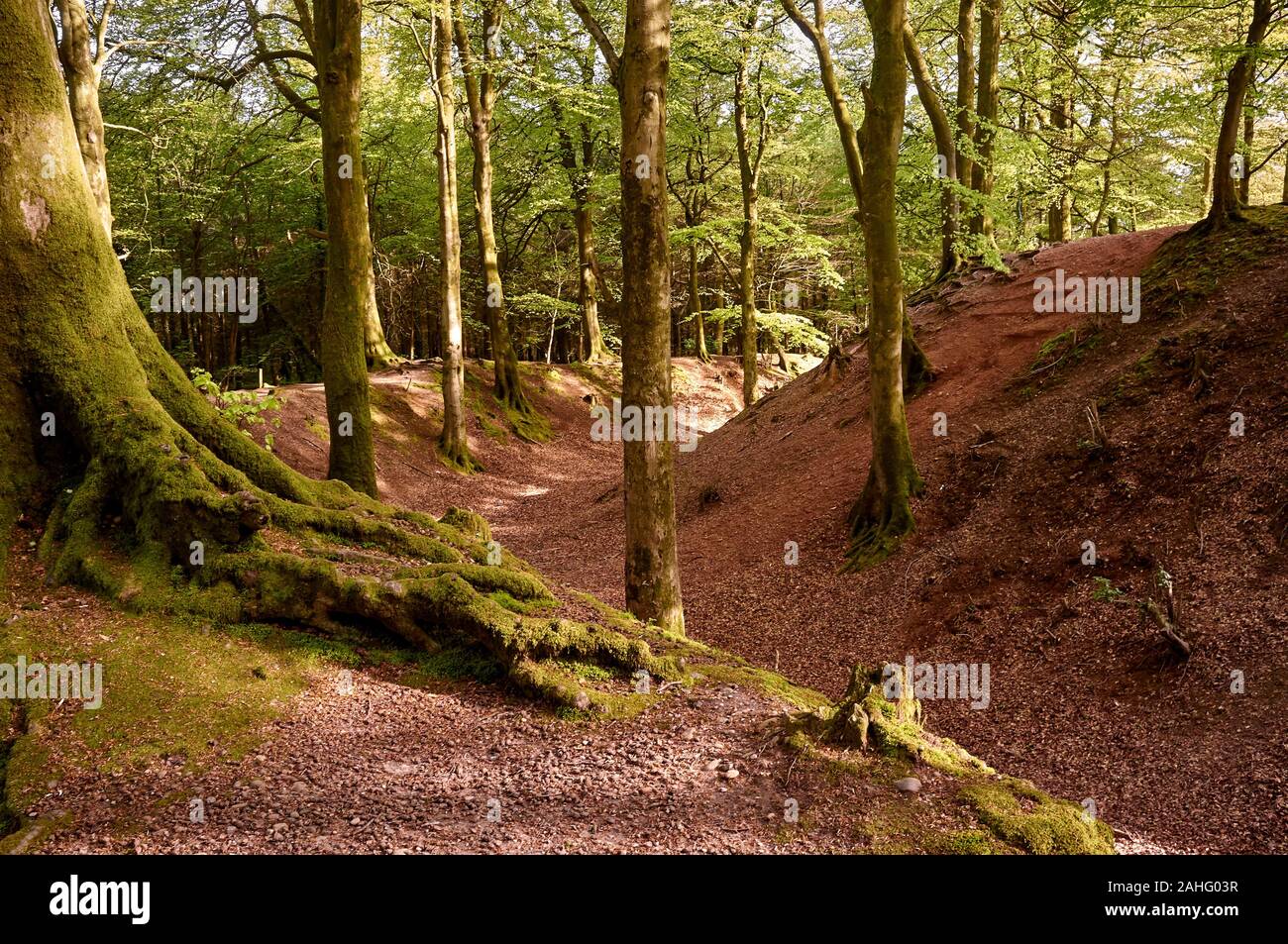 Treescapes su Woodbury Common Devon England Foto Stock