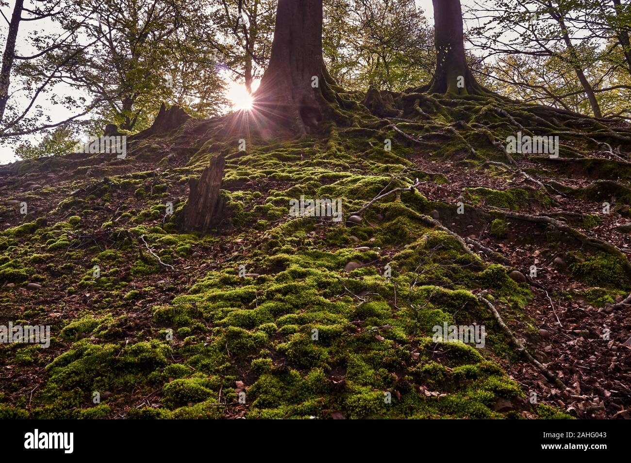 Treescapes su Woodbury Common Devon England Foto Stock