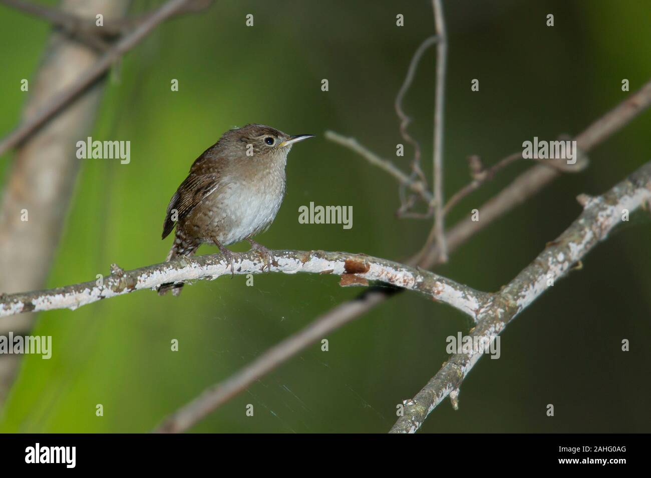 Casa Wren (Troglodytes aedon) Foto Stock
