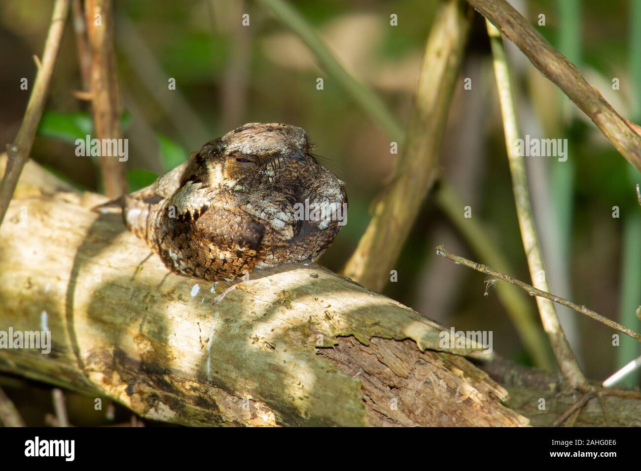 Whip-cattiva volontà (Antrostomus vociferus), orientale, dormendo sul log Foto Stock