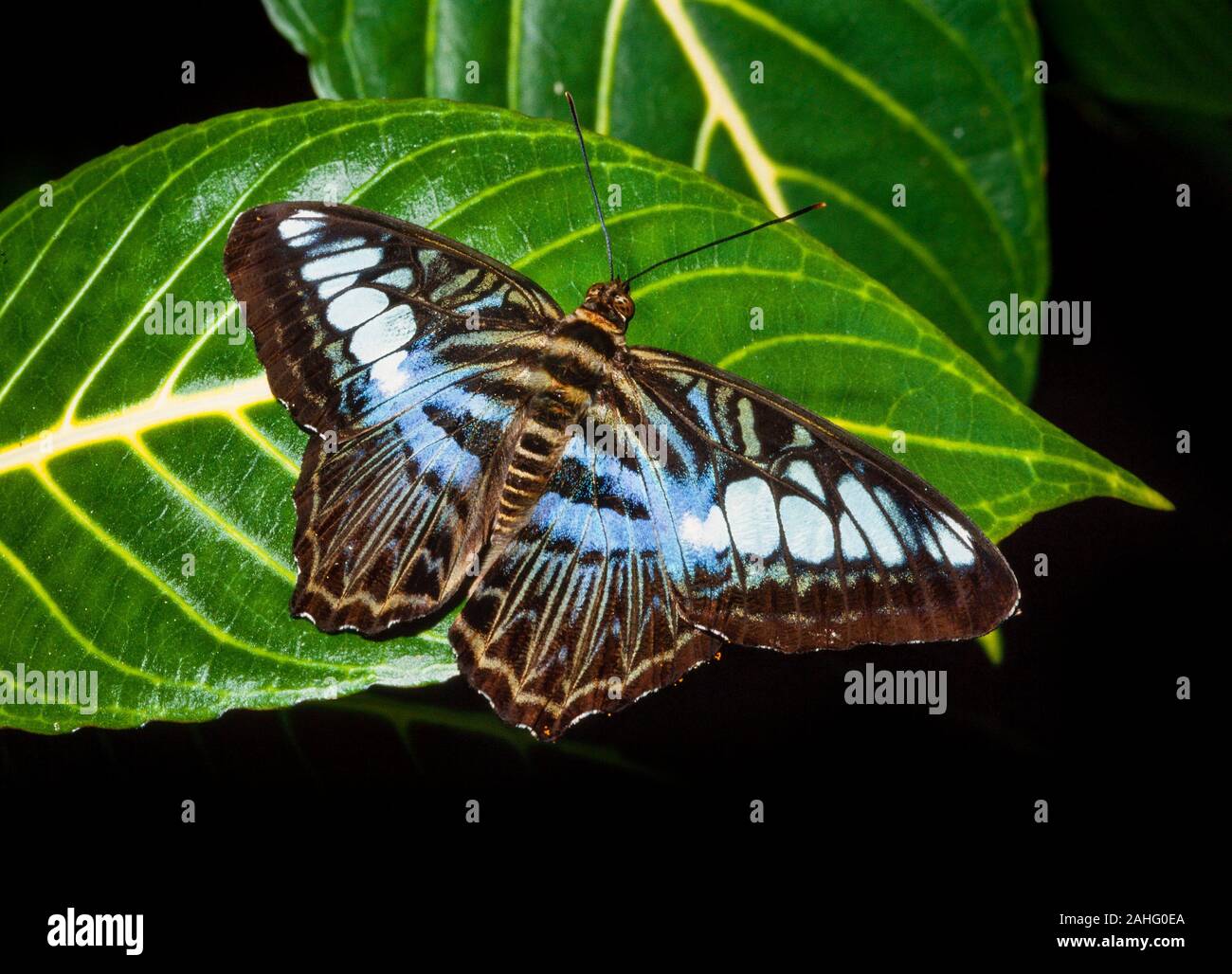 Farfalle tropicali, Parthenos sylvia Foto Stock