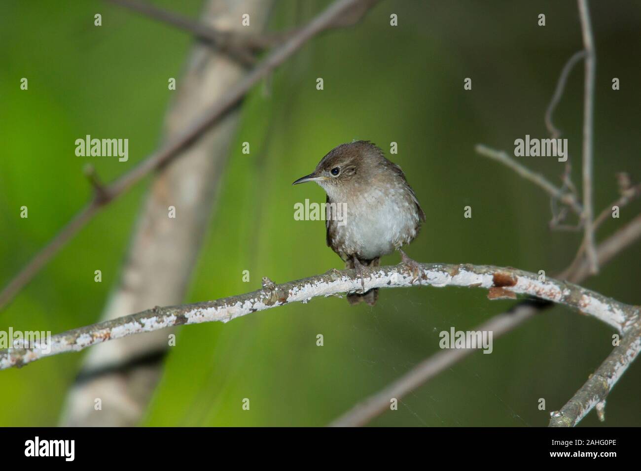Casa Wren (Troglodytes aedon) Foto Stock