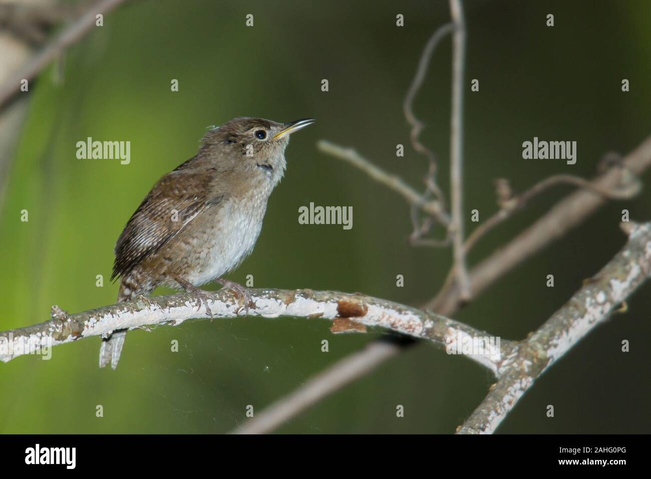 Casa Wren (Troglodytes aedon) Foto Stock