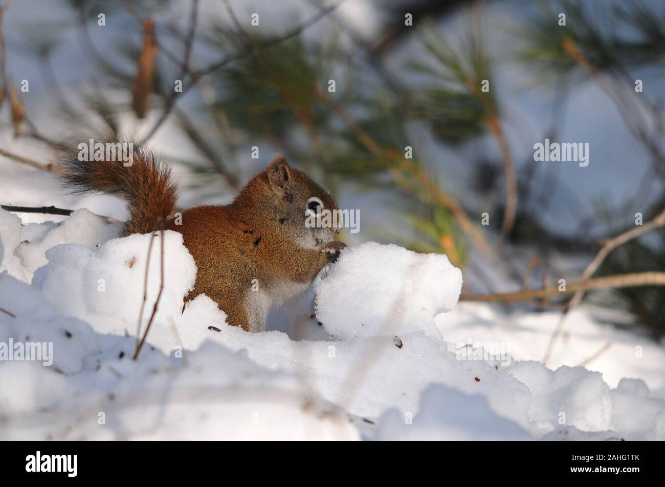 Lo scoiattolo animale della foresta seduta nella neve con sfondo bokeh visualizzando la sua pelliccia marrone, Testa, occhi, naso, orecchie, zampe nei suoi dintorni e Foto Stock