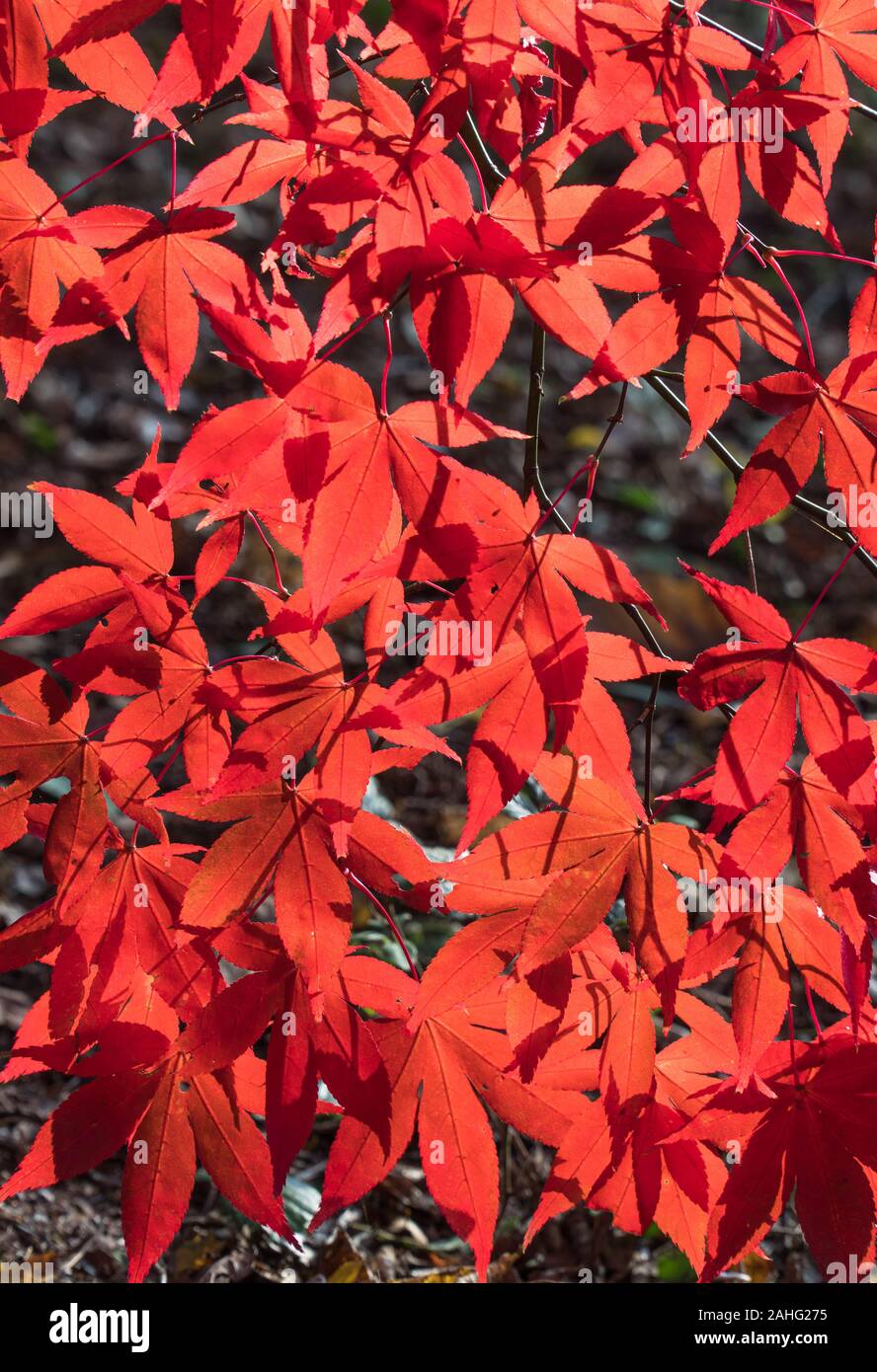 Acero giapponese (Acer palmatum) bright foglie rosse a penzoloni Dinmore Herefordshire UK. Ottobre 2019 Foto Stock