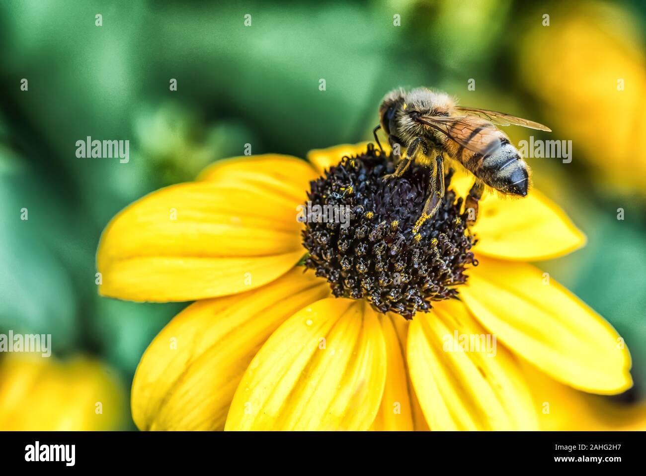 Un'ape con gambe coperte di polline al centro di un Susan dagli occhi neri Foto Stock