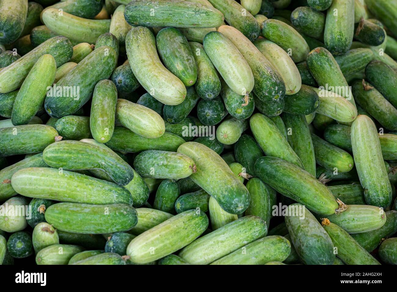 Un'abbondanza di cetrioli accatastati insieme per la vendita ad un mercato all'aperto Foto Stock