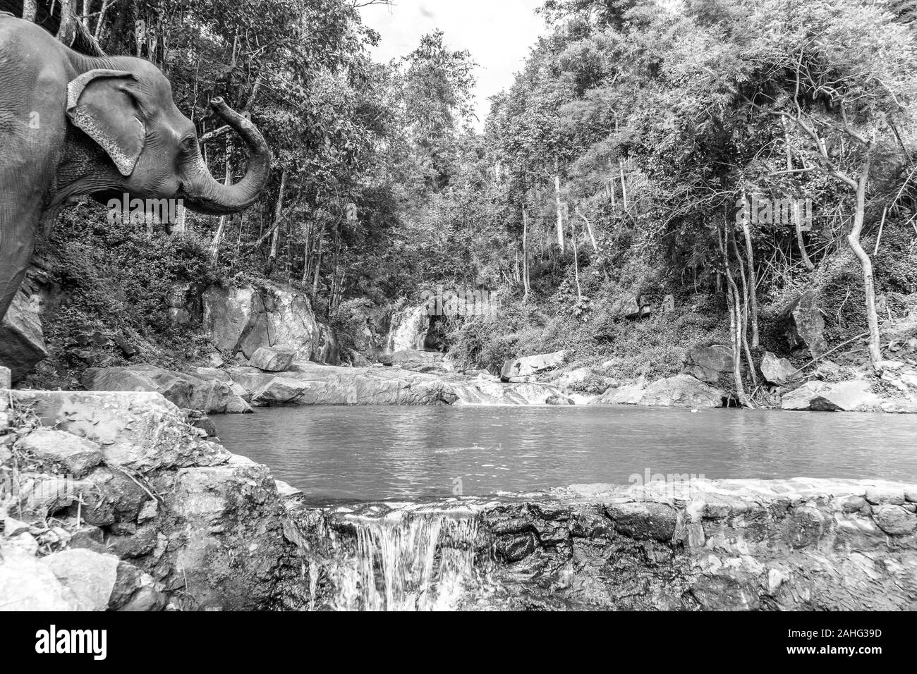 Immagine in bianco e nero di un elefante che ne solleva con gioia trunk mentre si prepara ad entrare in un pool di foreste Foto Stock