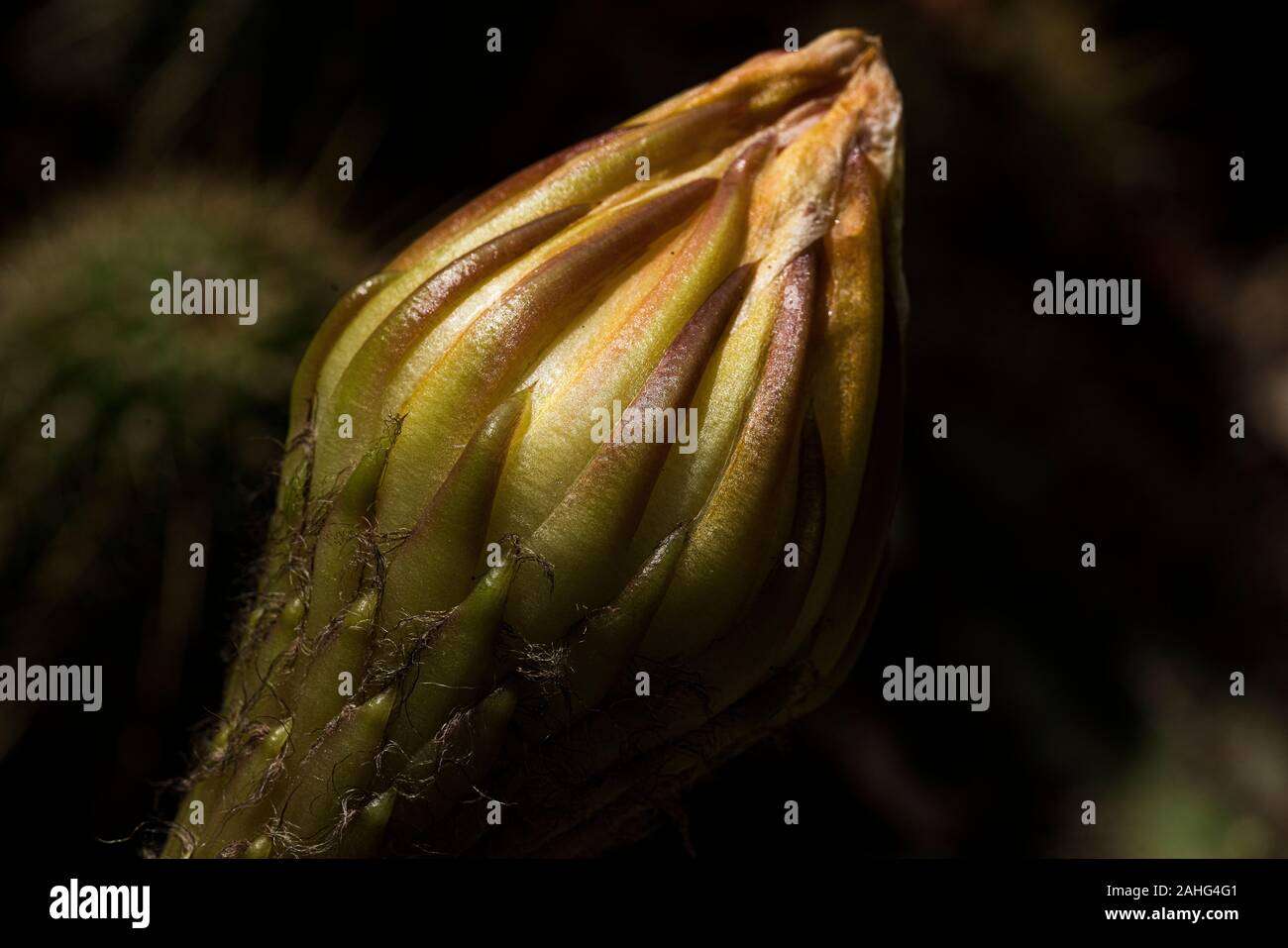 Immagine di primo piano di un bocciolo di cactus della torcia non aperto Foto Stock