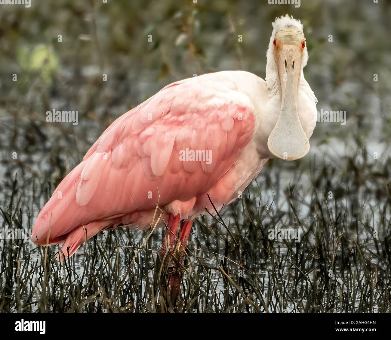 Roseate spoonbill sorge sul litorale palustre del lago in Florida Foto Stock