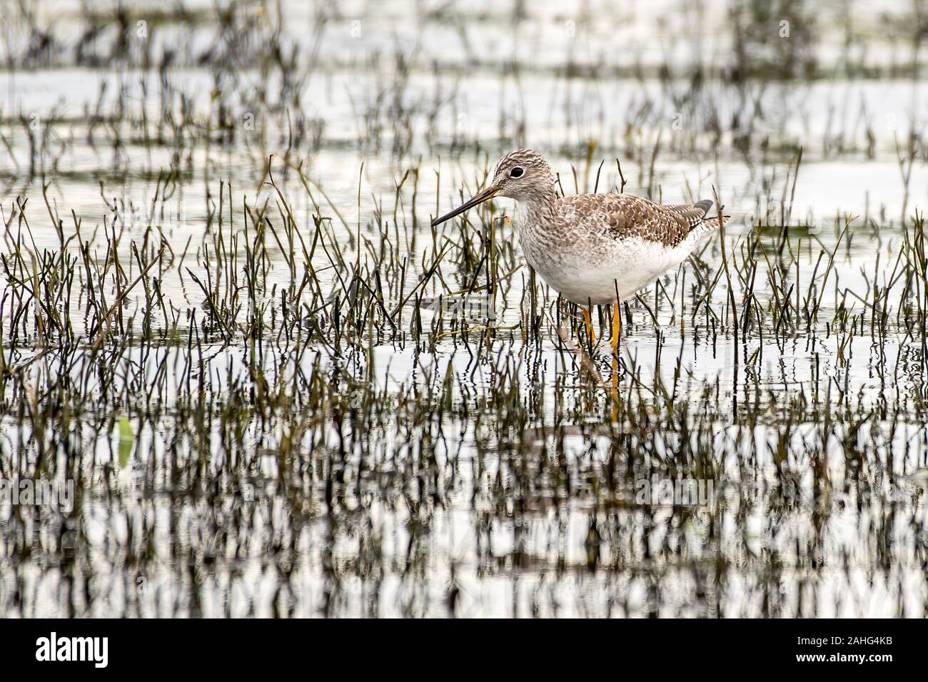 Maggiore giallo gambe camminando attraverso le paludose acque poco profonde Foto Stock