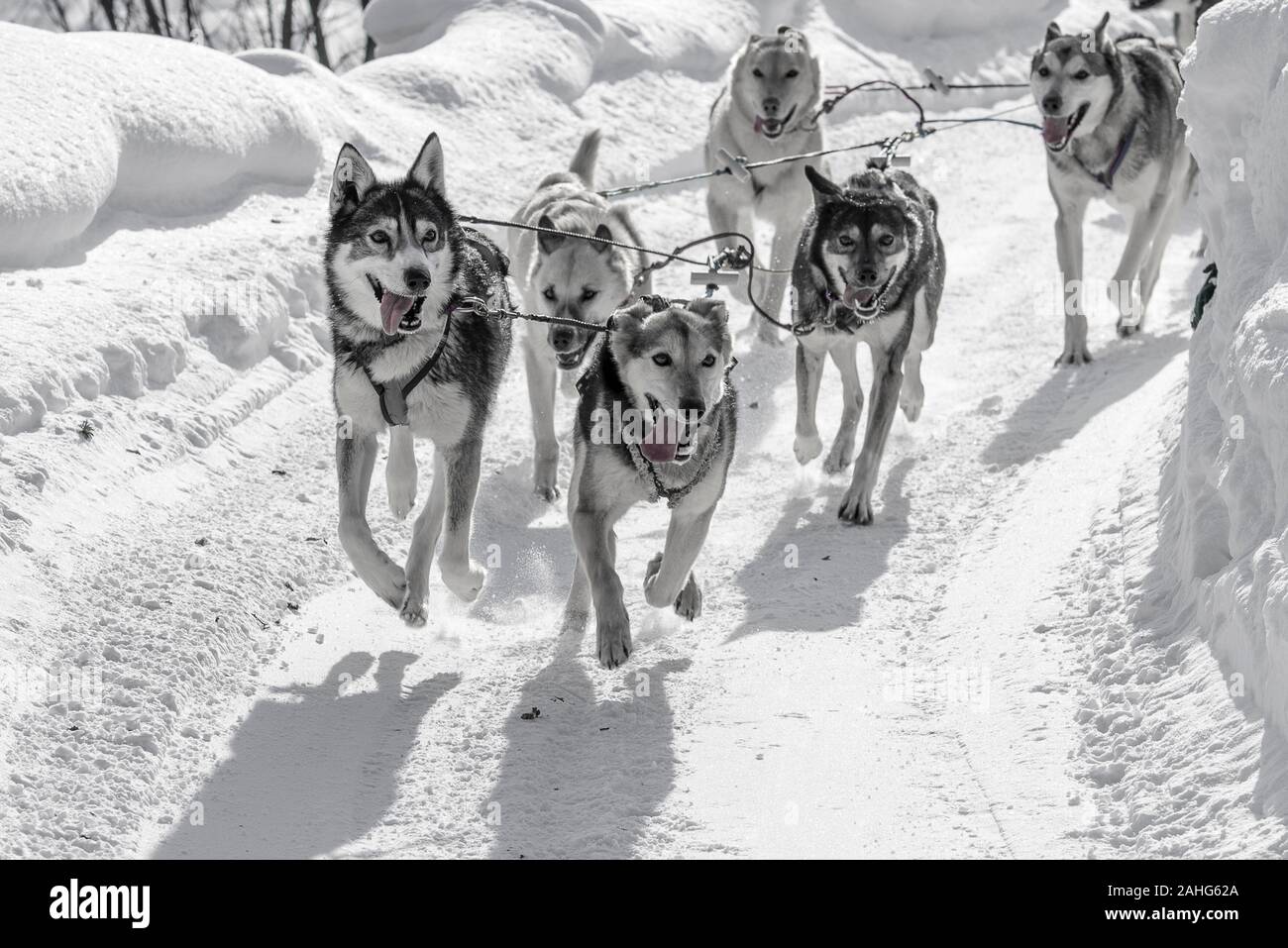 Team di slitte trainate da cani felicemente tirando a Chena Hot Springs, Alaska Foto Stock