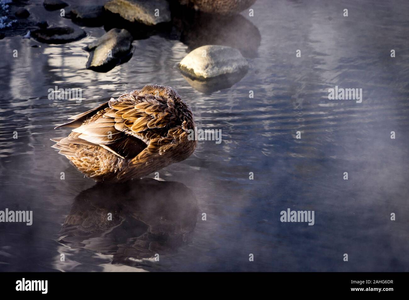 Una singola anatra che dorme al sole del mattino mentre il vapore sale dall'acqua a Chena Hot Springs, Alaska Foto Stock