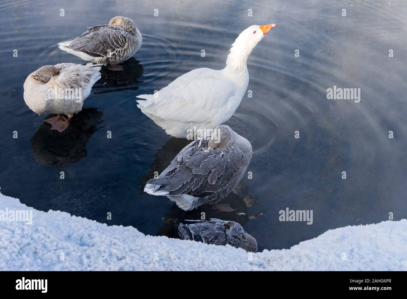 Tre anatre e un'oca rimangono calde in acqua alle Terme calde di Chena in una fredda mattina invernale Foto Stock