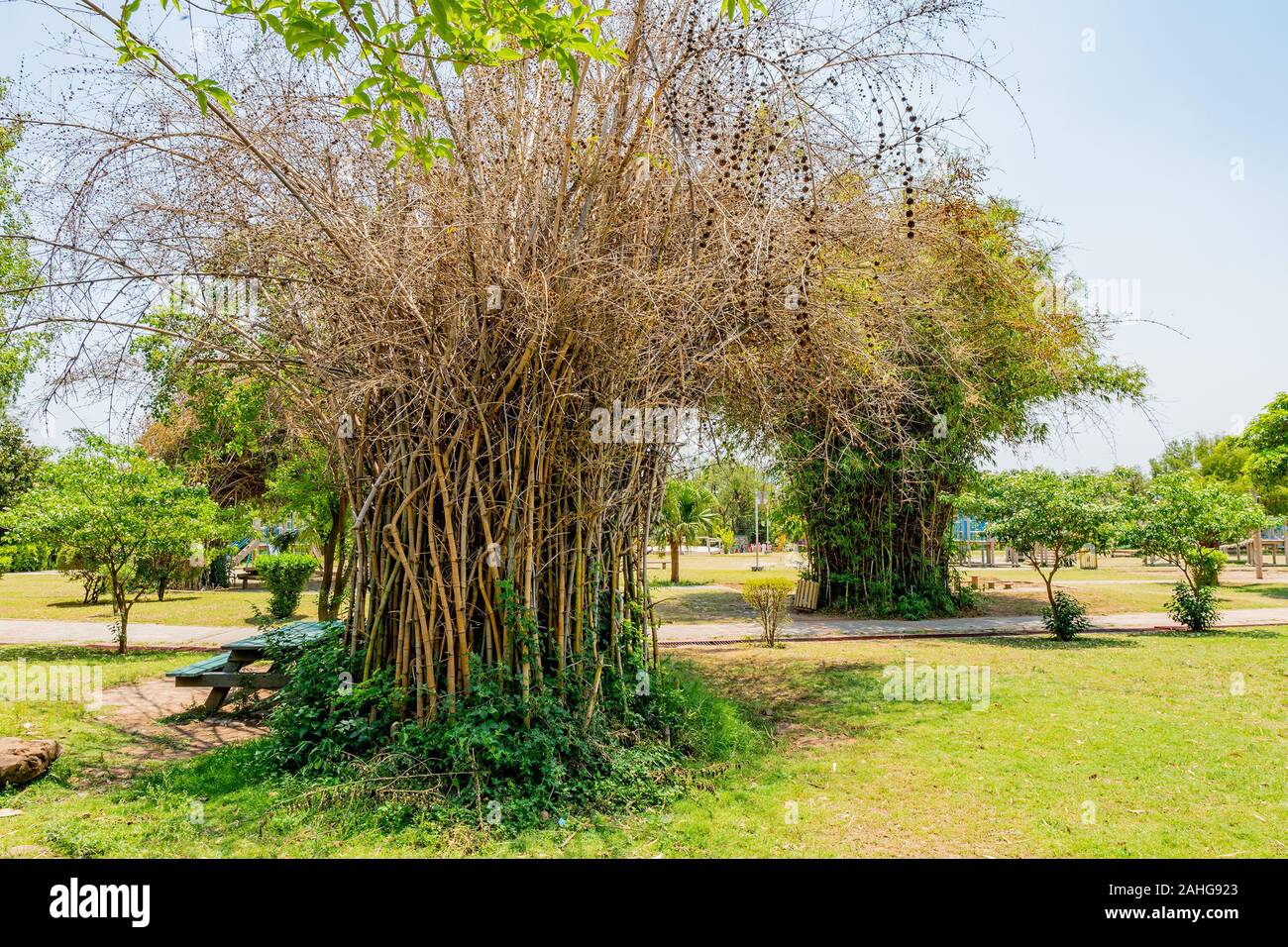 Islamabad bambini giapponesi parco pittoresco panorama mozzafiato di alberi su un soleggiato Blue Sky giorno Foto Stock