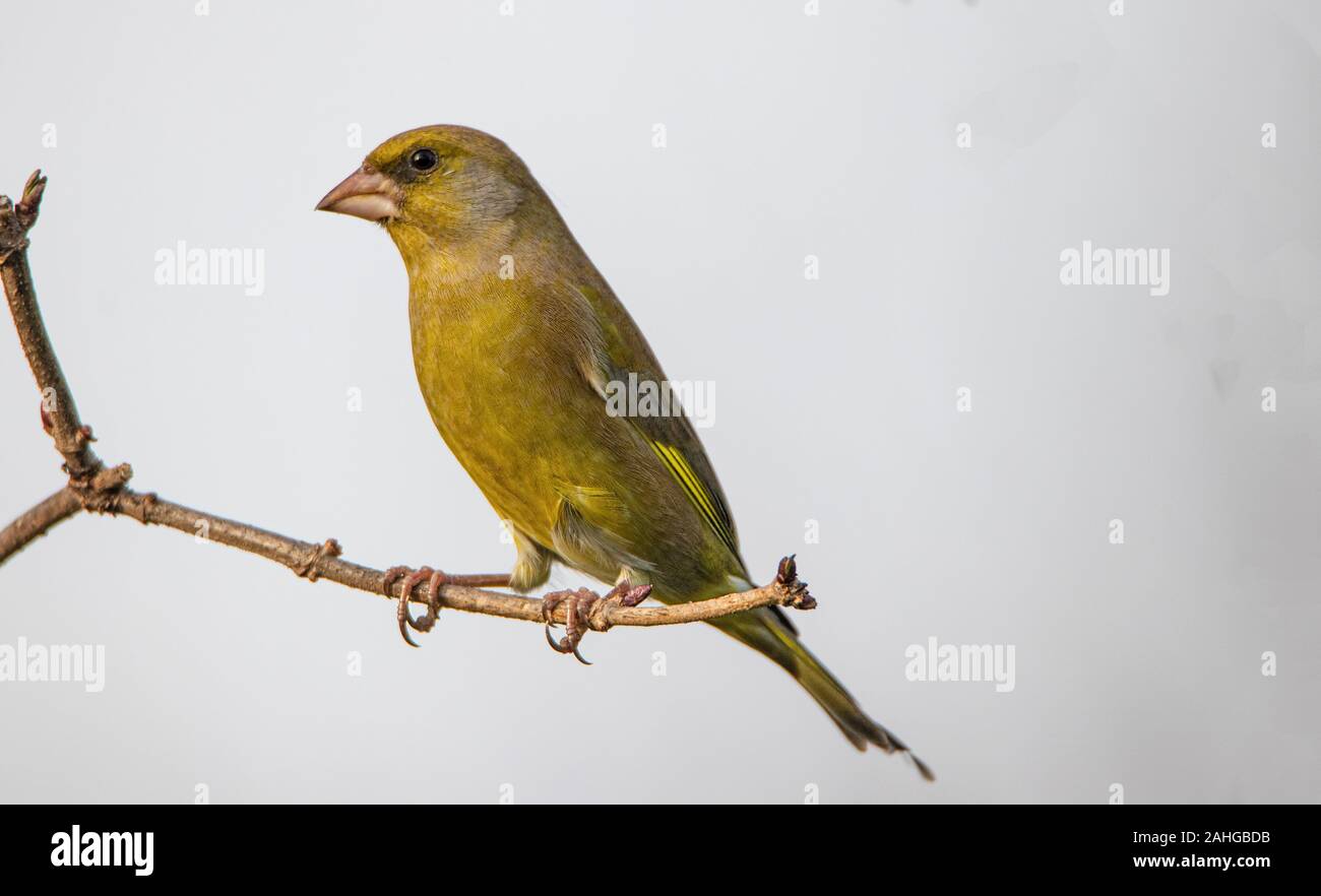 Verdone, Chloris Chloris, appollaiato su un ramo al sole, dicembre 2019, Regno Unito, Bedfordshire Foto Stock