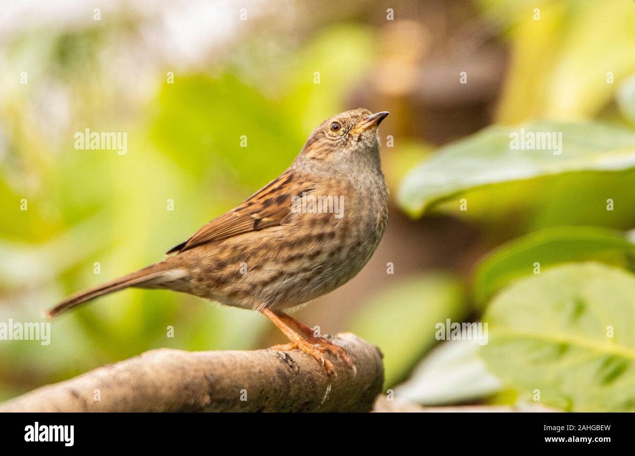 Dunnock, piccolo uccello selvatico, appollaiato su un ramo in un giardino nel Bedfordshire, Regno Unito, inverno 2019 Foto Stock