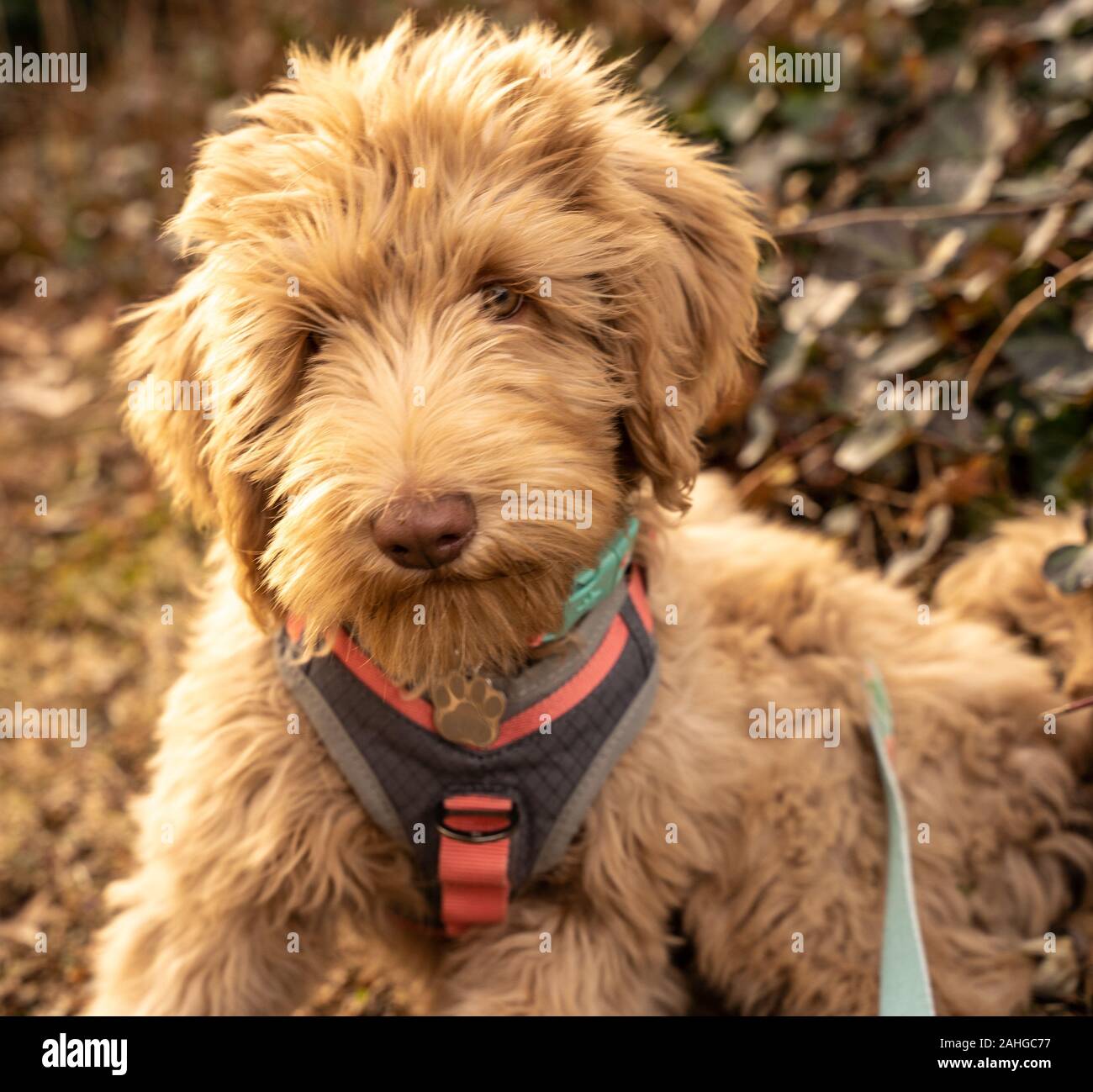 Adorabile cucciolo goldendoodle guardando la fotocamera. Foto Stock