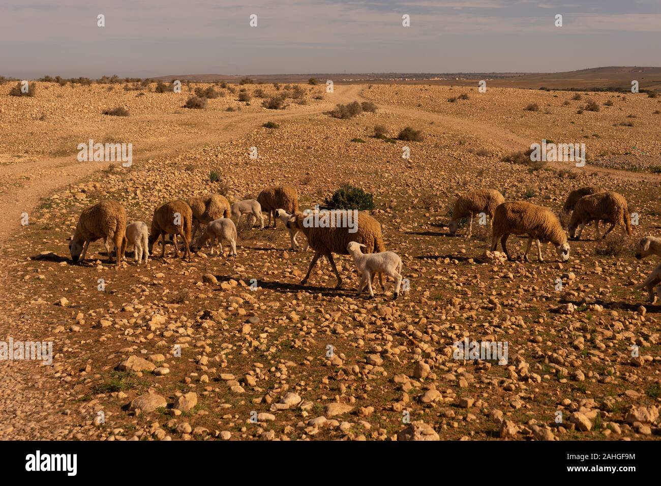 Un gregge di pecore nel deserto del Marocco Foto Stock