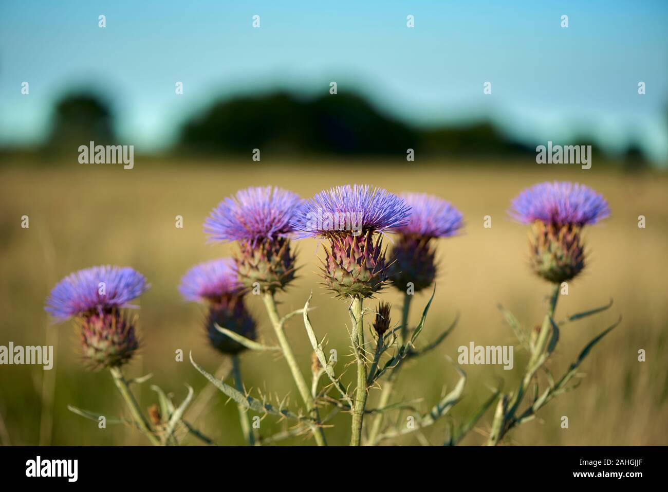 Bella viola Thistle in fiore a Pampas Pianura, Provincia di Buenos Aires, Argentina. Pomeriggio di estate. Foto Stock