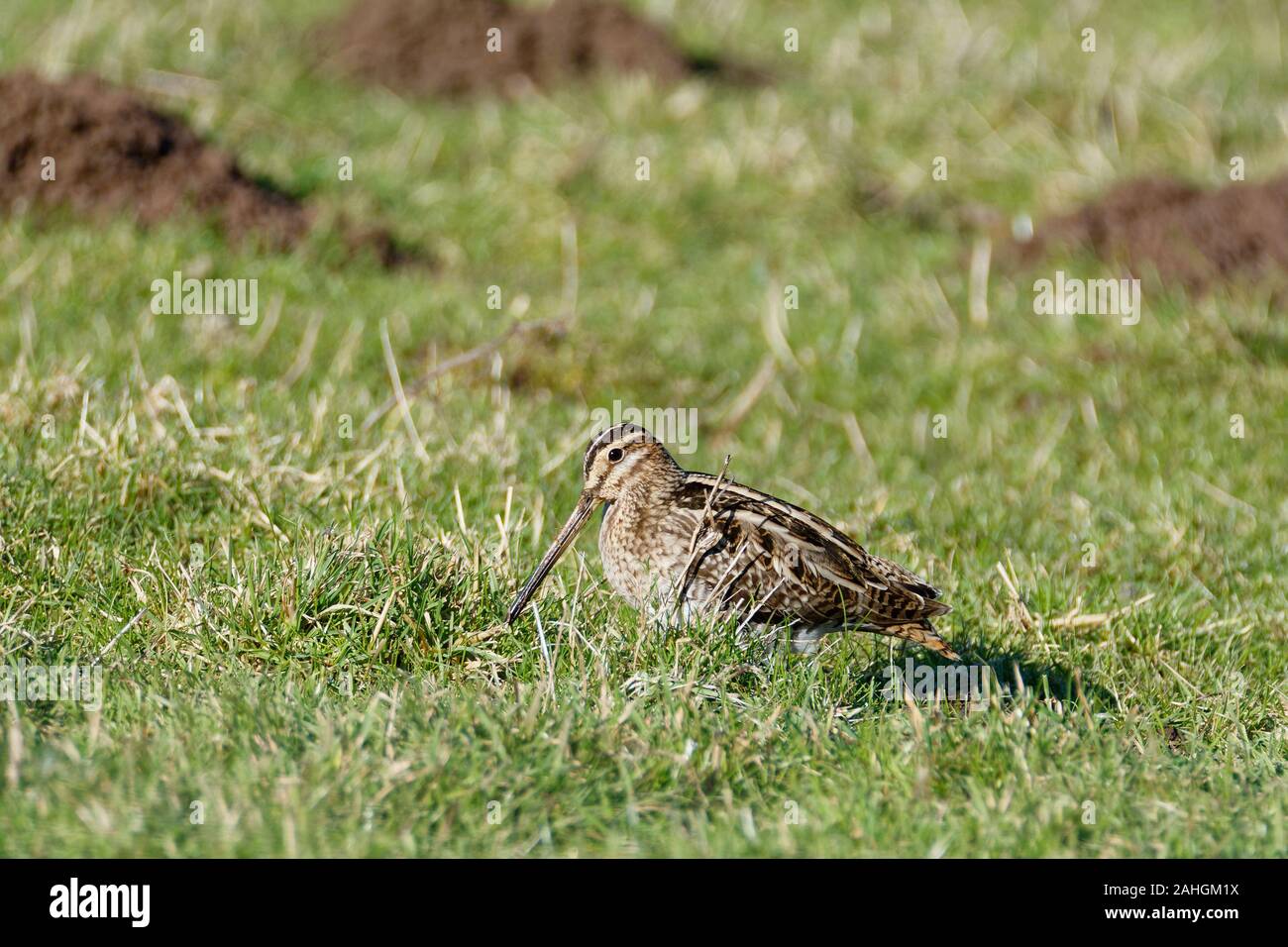 Beccaccino - Gallinago gallinago Bird alimentando in erba Foto Stock