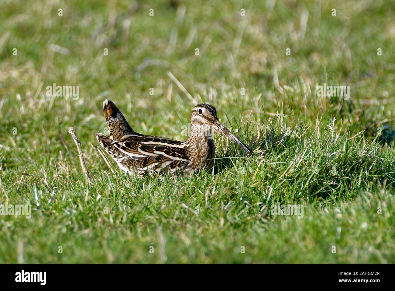 Beccaccino - Gallinago gallinago Bird seduto in erba Foto Stock