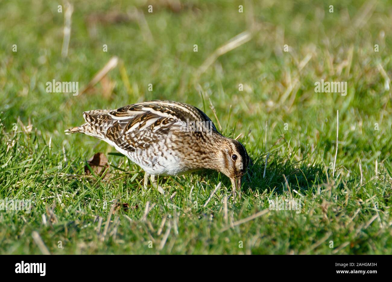 Beccaccino - Gallinago gallinago Bird alimentando in erba Foto Stock