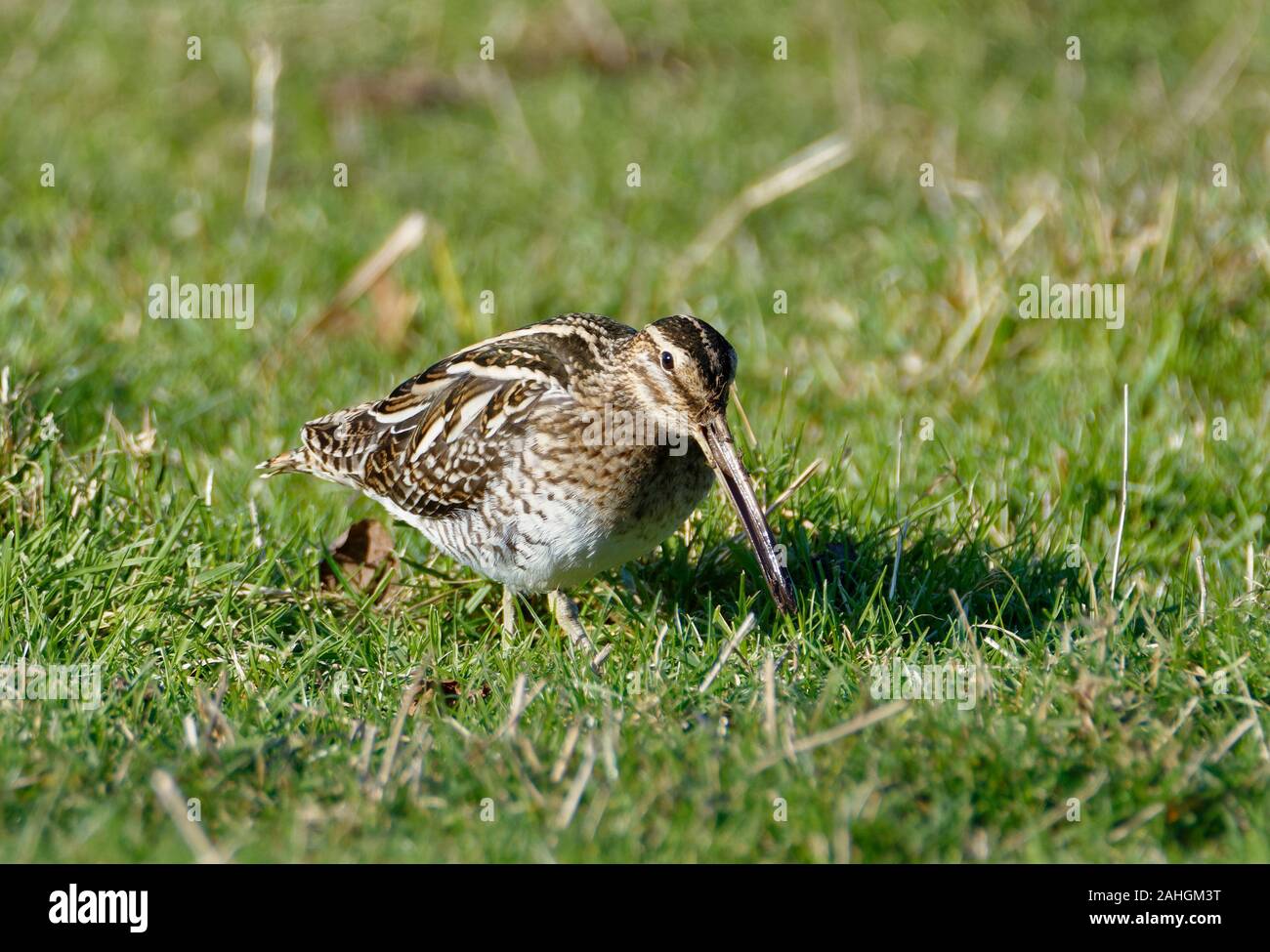 Beccaccino - Gallinago gallinago alimentando in erba con Grub Foto Stock