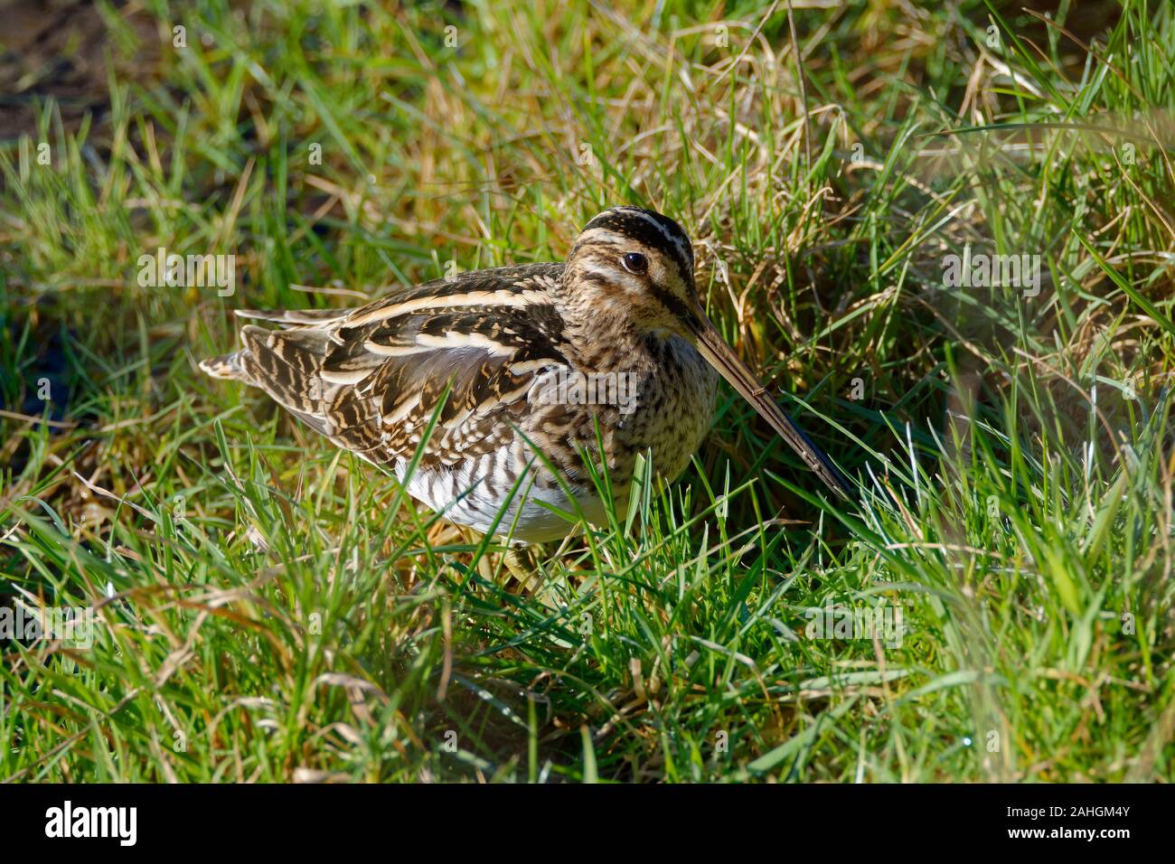 Beccaccino - Gallinago gallinago Bird in erba Foto Stock