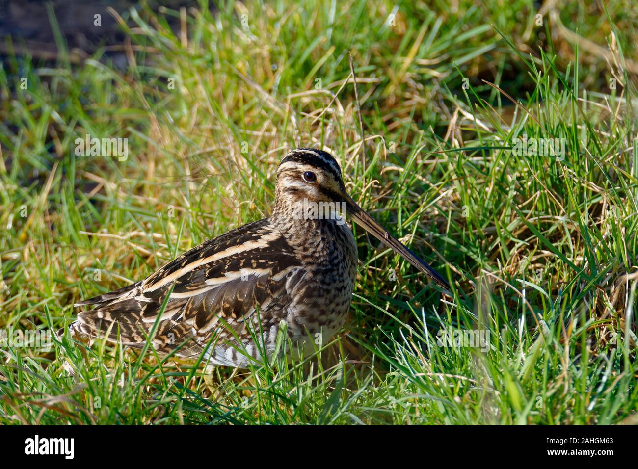 Beccaccino - Gallinago gallinago Bird in erba Foto Stock