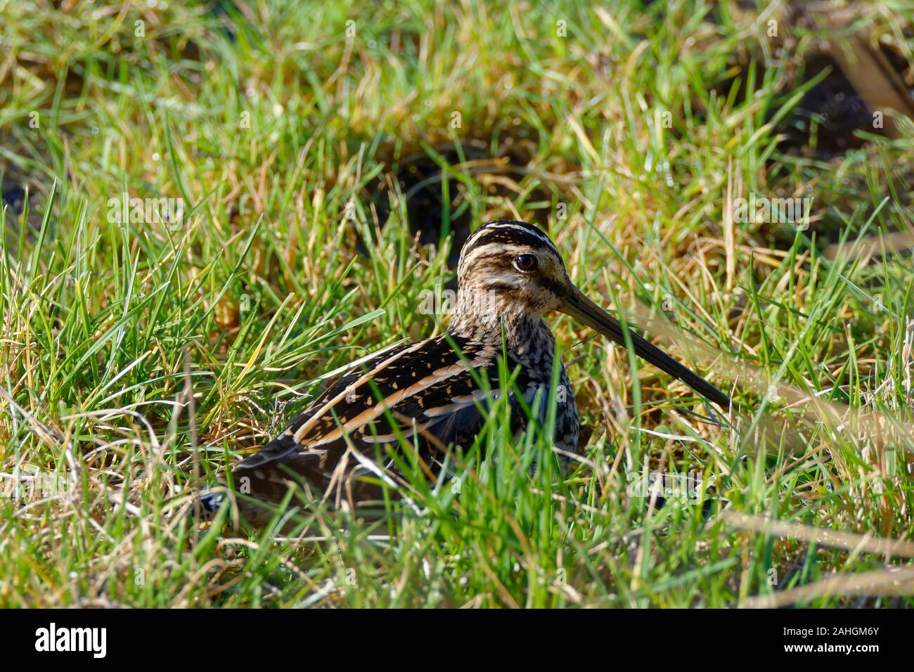 Beccaccino - Gallinago gallinago Bird seduta bassa in erba Foto Stock