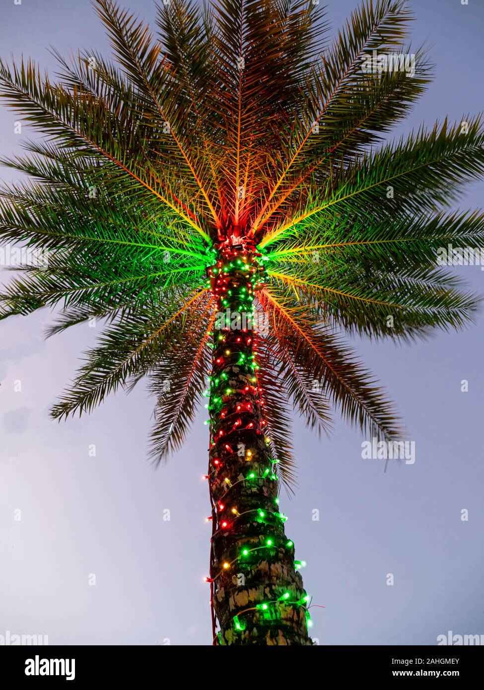 Natale Luce decorationed Palm tree in tropicale Florida Foto Stock