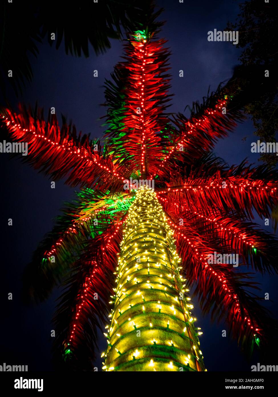 Natale Luce decorationed Palm tree in tropicale Florida Foto Stock