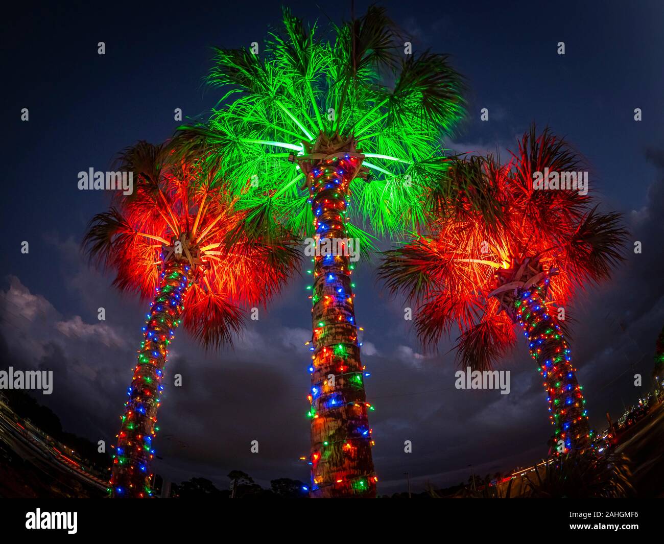 Natale Luce decorationed Palm tree in tropicale Florida Foto Stock
