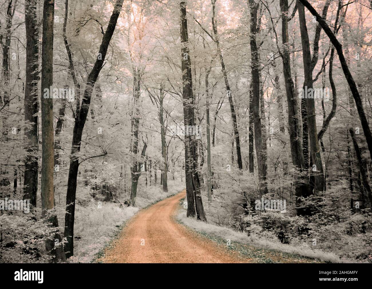 Rosso infrarosso falso colore fotografia di strada sterrata nel bosco in Great Smoky Mountain National Park Tennessee Foto Stock