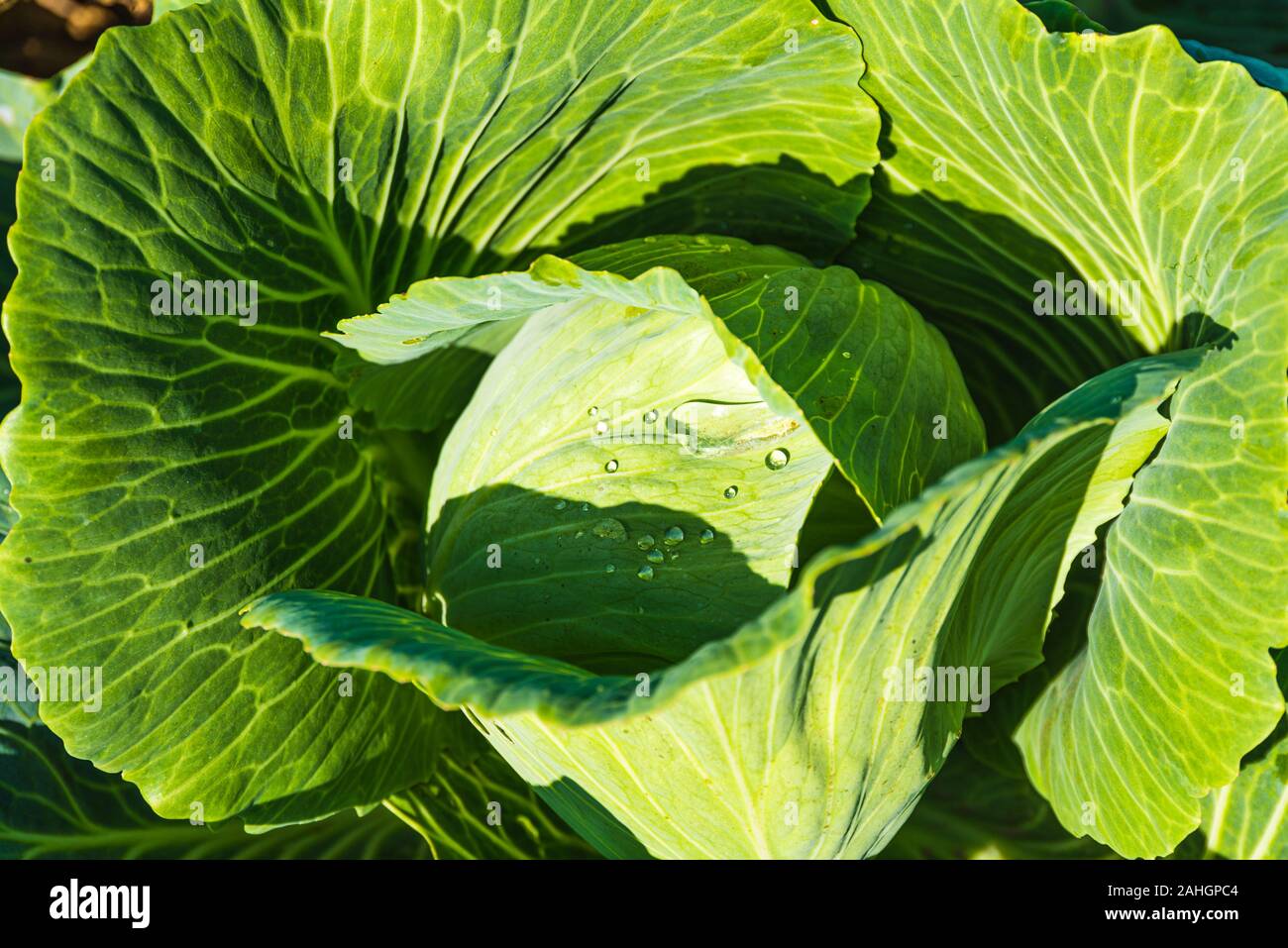 Cavoli verdi capi in linea crescere sul campo. Foto Stock