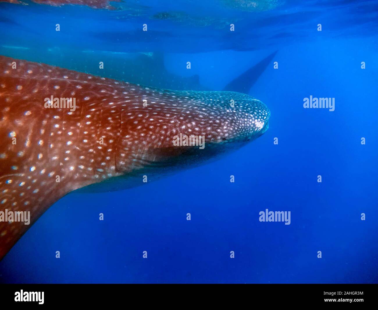 Un squalo balena (Rhincodon typus) alimentazione di plancton Foto Stock