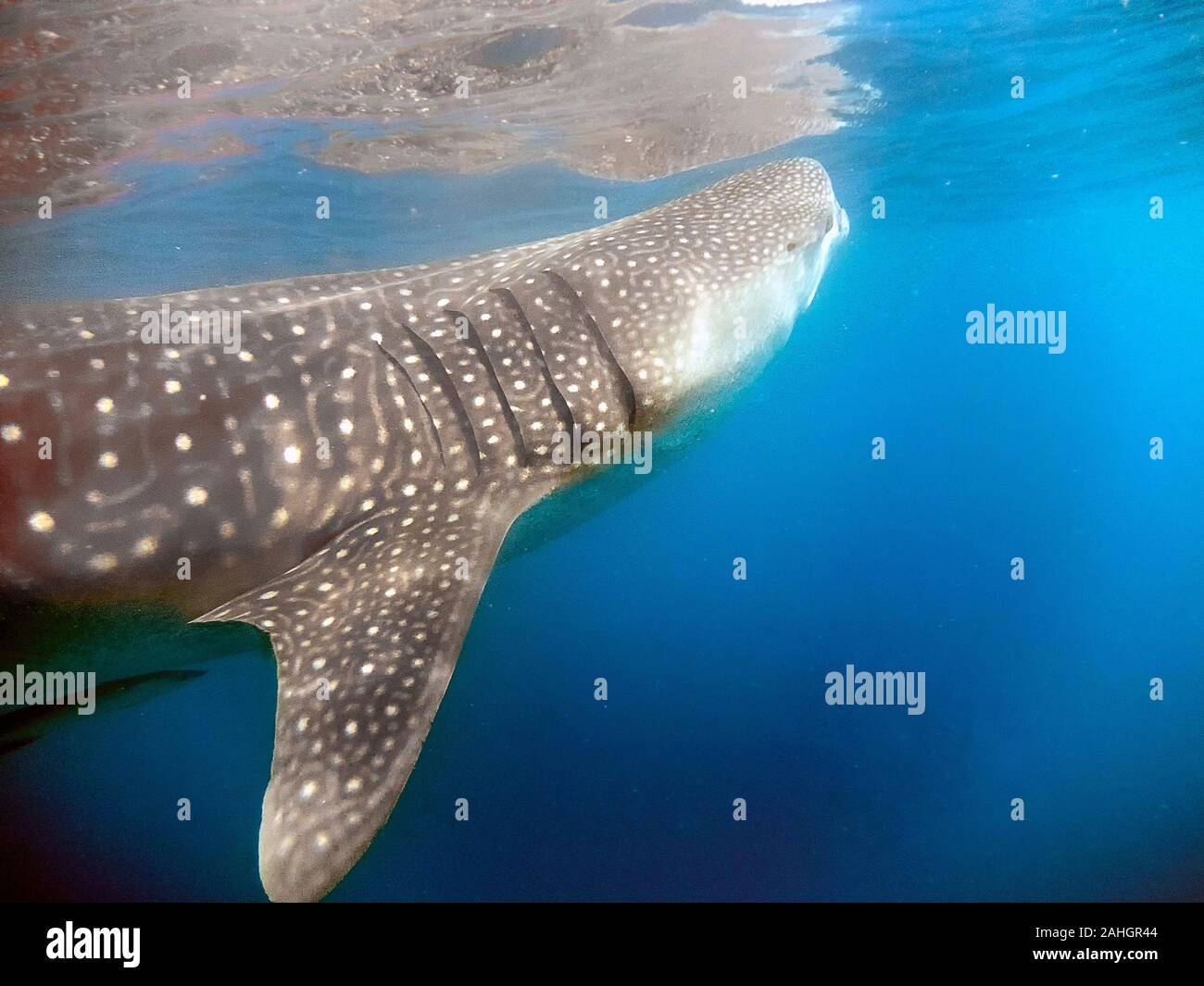 Un squalo balena (Rhincodon typus) alimentazione di plancton Foto Stock