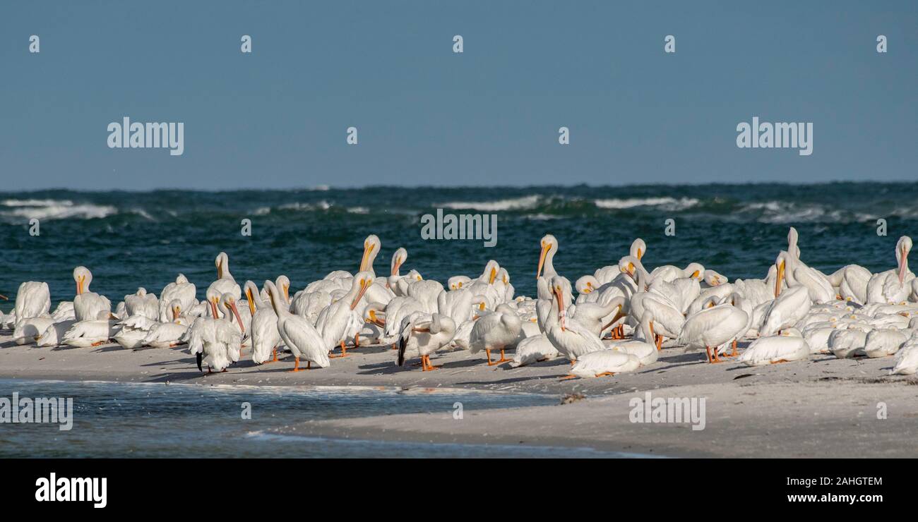 Pellicani bianchi su un isola in Florida per l'inverno Foto Stock
